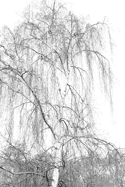 Branches of willow weeping — Stock Photo, Image