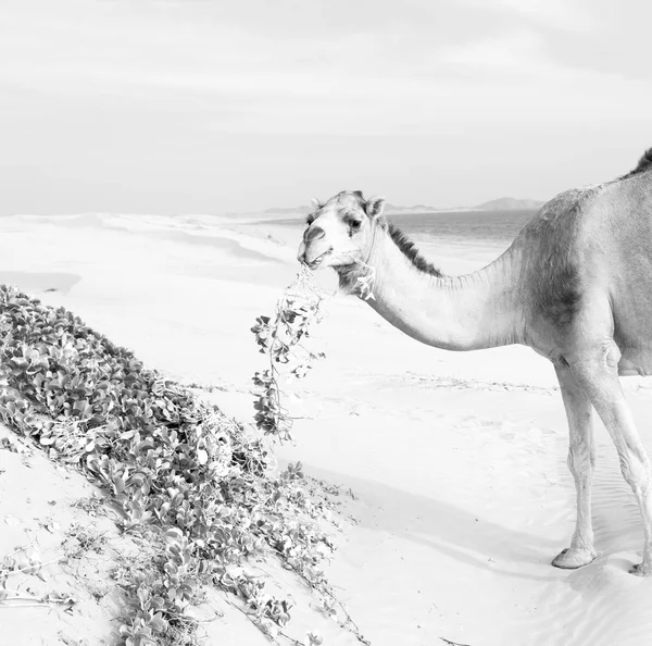 Em oman vazio quarto de deserto um dromedário livre perto do mar — Fotografia de Stock