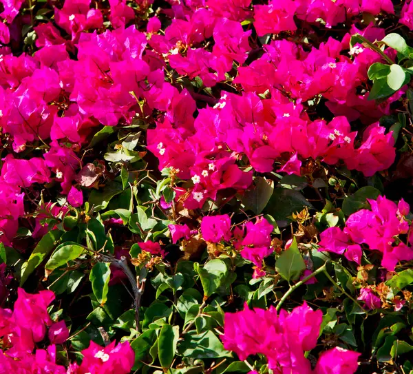 Em flores oman e jardim as cores da primavera — Fotografia de Stock
