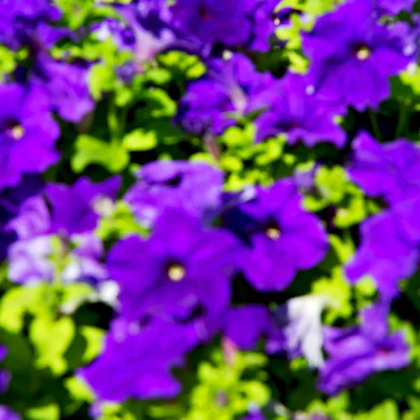 Umman çiçek ve bahar renkleri Bahçe  