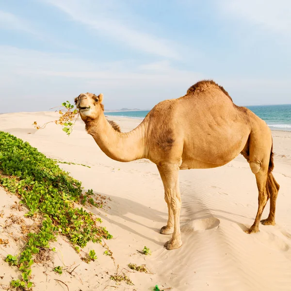In oman lege kwartaal van woestijn een gratis dromedaris in de buurt van de zee — Stockfoto