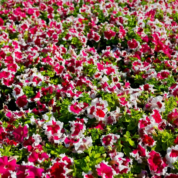 In oman bloemen en de kleuren van de lente tuin — Stockfoto