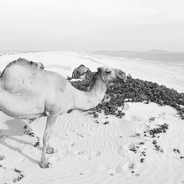 In oman quartiere vuoto del deserto un dromedario libero vicino al mare — Foto Stock