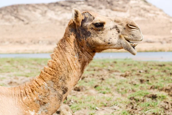 In oman camel  empty quarter of desert a free dromedary near the — Stock Photo, Image