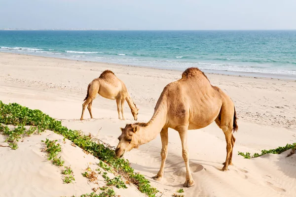 In oman quartiere vuoto del deserto un dromedario libero vicino al mare — Foto Stock