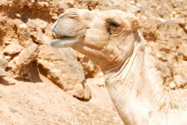 Em oman vazio quarto de deserto um dromedário livre perto do céu — Fotografia de Stock