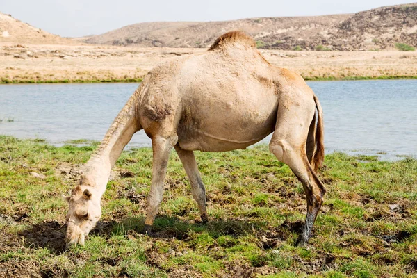 In oman camel  empty quarter of desert a free dromedary near the — Stock Photo, Image