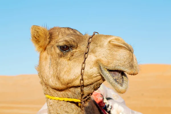 In oman empty quarter of desert — Stock Photo, Image