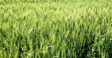 İran'da çiftlik ekili