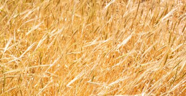 İran'da çiftlik ekili