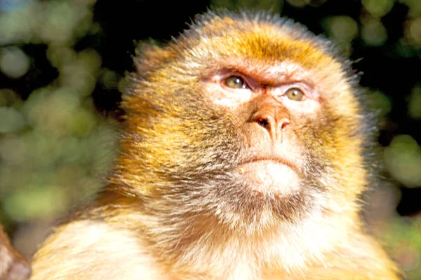 Scimmia cespuglio in Africa Morocco e la fauna di sfondo naturale chiudere — Foto Stock