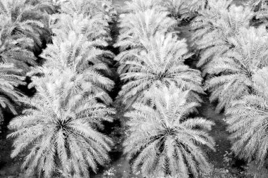 Umman Bahçe ve yüksek palmiye meyve tarımı