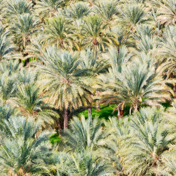 Umman Bahçe ve yüksek palmiye meyve tarımı — Stok fotoğraf