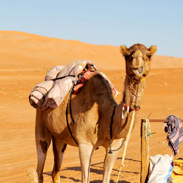 In oman lege kwartaal van woestijn een gratis dromedaris in de buurt van de hemel — Stockfoto