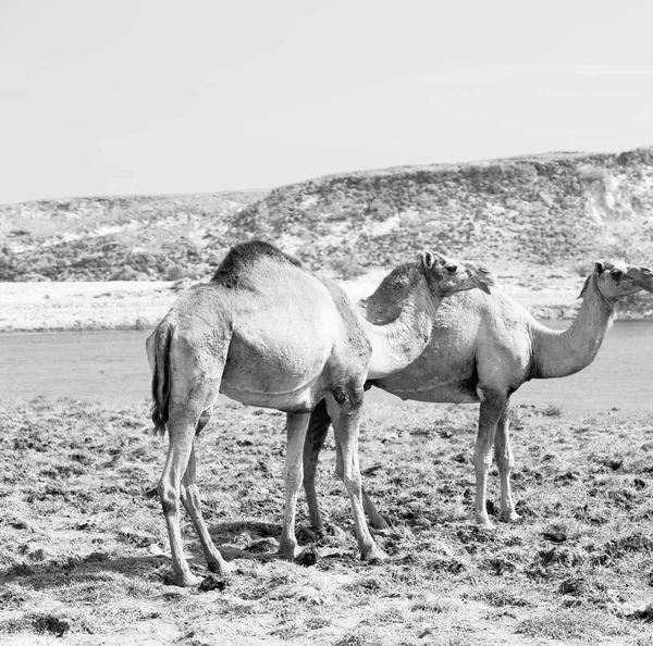 In oman cammello vuoto quartiere del deserto un dromedario libero vicino alla — Foto Stock