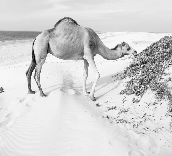 Umman boş çeyreğinde çöl ücretsiz dromedary denize yakın — Stok fotoğraf