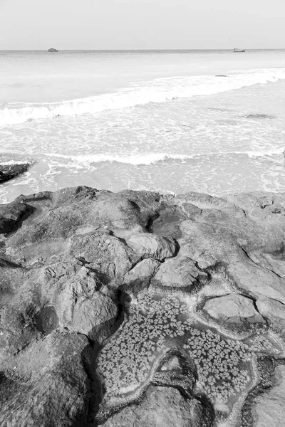 Σε βράχο κόλπο του Ομάν ακτογραμμή θάλασσα στον ωκεανό και αλάτι — Φωτογραφία Αρχείου