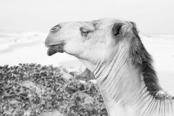 In oman lege kwartaal van woestijn een gratis dromedaris in de buurt van de zee — Stockfoto