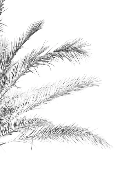 In der Palme und im klaren Himmel — Stockfoto
