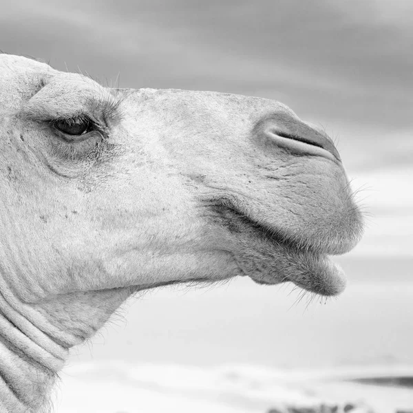 Em oman vazio quarto de deserto um dromedário livre perto do céu — Fotografia de Stock