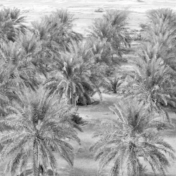 No jardim oman e o cultivo de palmeiras de alta — Fotografia de Stock