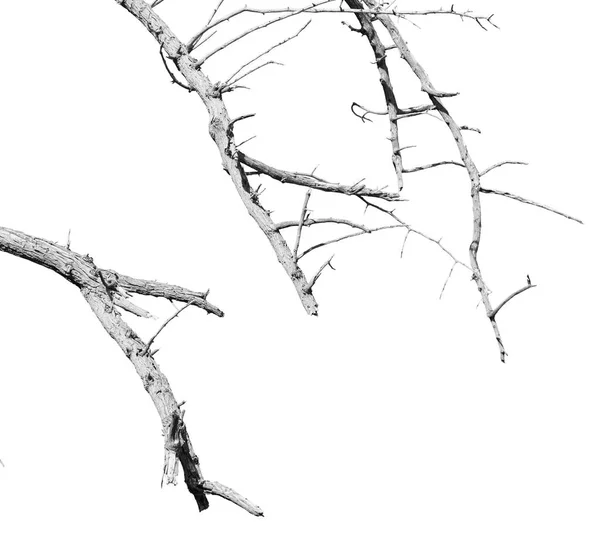 In einem alten abgestorbenen Baum und im Himmelslicht — Stockfoto