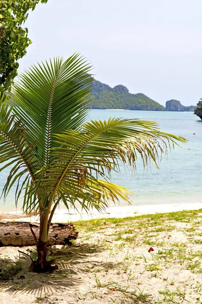 Båt Kustlinje Grön Lagun Och Träd Söder Kina Havet Thailand — Stockfoto