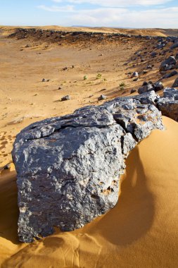  Bush eski fosil morocco sahara ve rock ston çölde