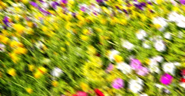 花と庭 — ストック写真