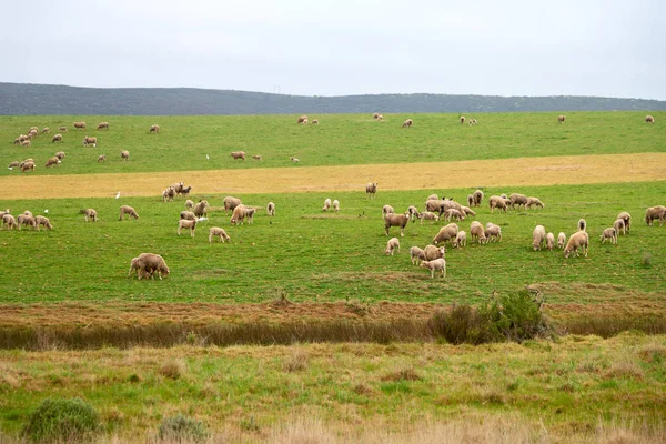 And sheep eating grass — Stock Photo, Image