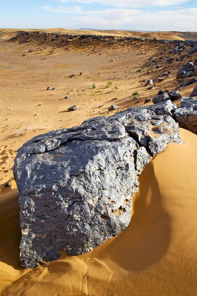 Arbusto viejo fósil en el desierto de morocco sahara y roca ston — Foto de Stock