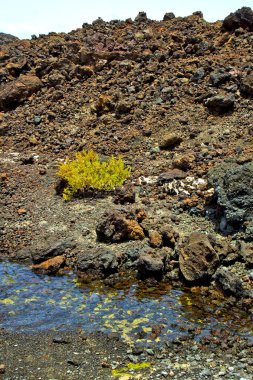 Hervideros kahverengi kaya beyaz sahil tesisi