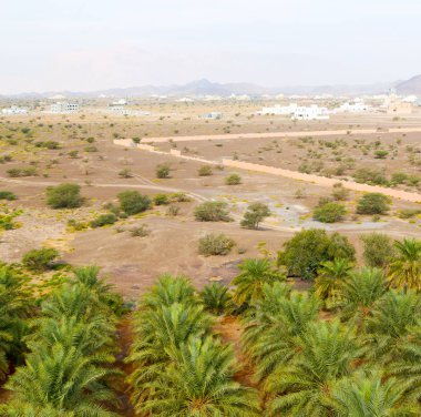 Umman Bahçe ve yüksek palmiye meyve tarımı