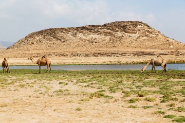 Umman deve içinde çöl dörtte bir ücretsiz dromedary yakınındaki boş.