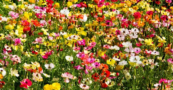 Blommor och trädgård — Stockfoto