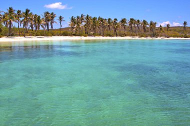 Dalga Meksika froath ağaç ve 