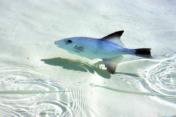 Malé Ryby Isla Contoy Mexiko Pěna Pěna Moře Kapka Slunečný — Stock fotografie