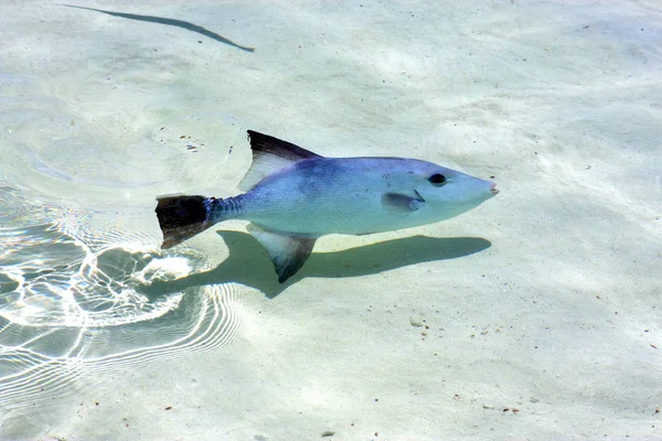 Pequeño Pescado Isla Contoy Mexico Froath Espuma Mar Gota Sol — Foto de Stock