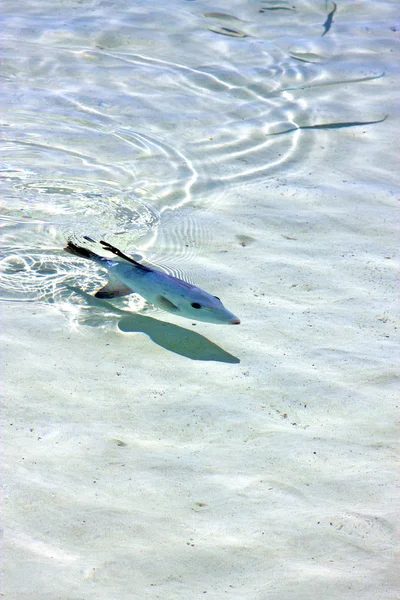 Kleine Fische Isla Contoy Mexiko Schäumen Und Schäumen Das Meer — Stockfoto