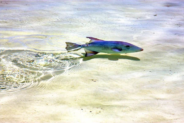 Kleine Fische Isla Contoy Mexiko Schäumen Und Schäumen Das Meer — Stockfoto