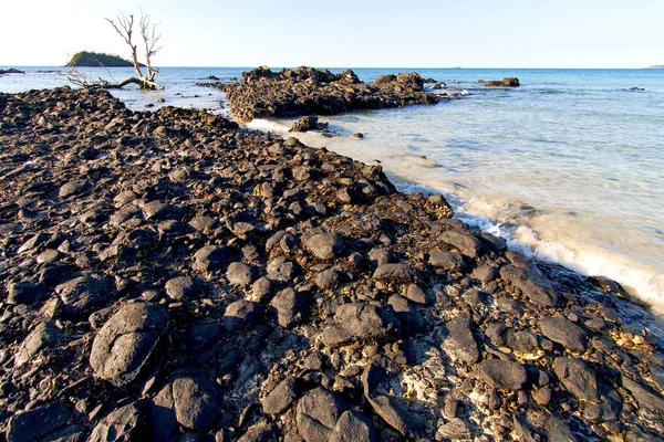 枯れ木でマダガスカル アンディラナ海藻 — ストック写真