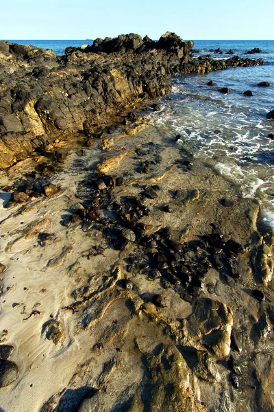 Madagidrati andilana spiaggia alghe indiane — Foto Stock