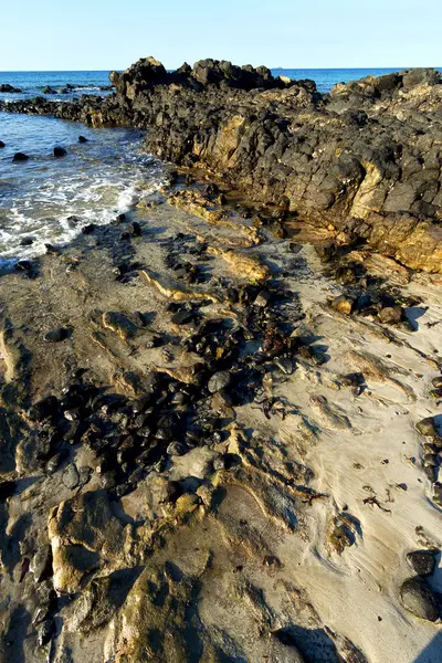 Algas madagascar y roca — Foto de Stock