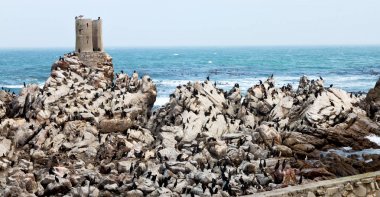 Güney Afrika Betty'nin defne yaban hayatı doğa rezerv kuş penguen ve kayalar bulanıklık