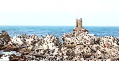 Güney Afrika yaban hayatı doğa kuşları ve kayalar