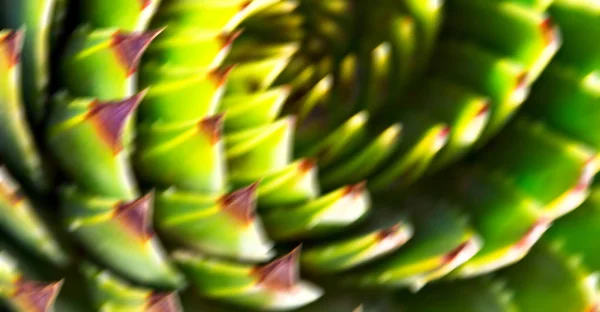 南アフリカ抽象葉サボテンの植物と光のぼかし — ストック写真