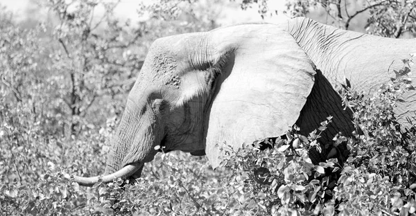 У Південній Африці дику природу заповідника та слон — стокове фото