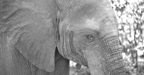 En Sudáfrica reserva natural de vida silvestre y elefante — Foto de Stock