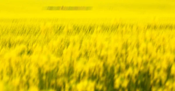 V Jižní Africe zblízka pole řepky — Stock fotografie