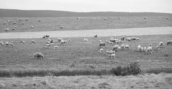Y ovejas comiendo hierba —  Fotos de Stock